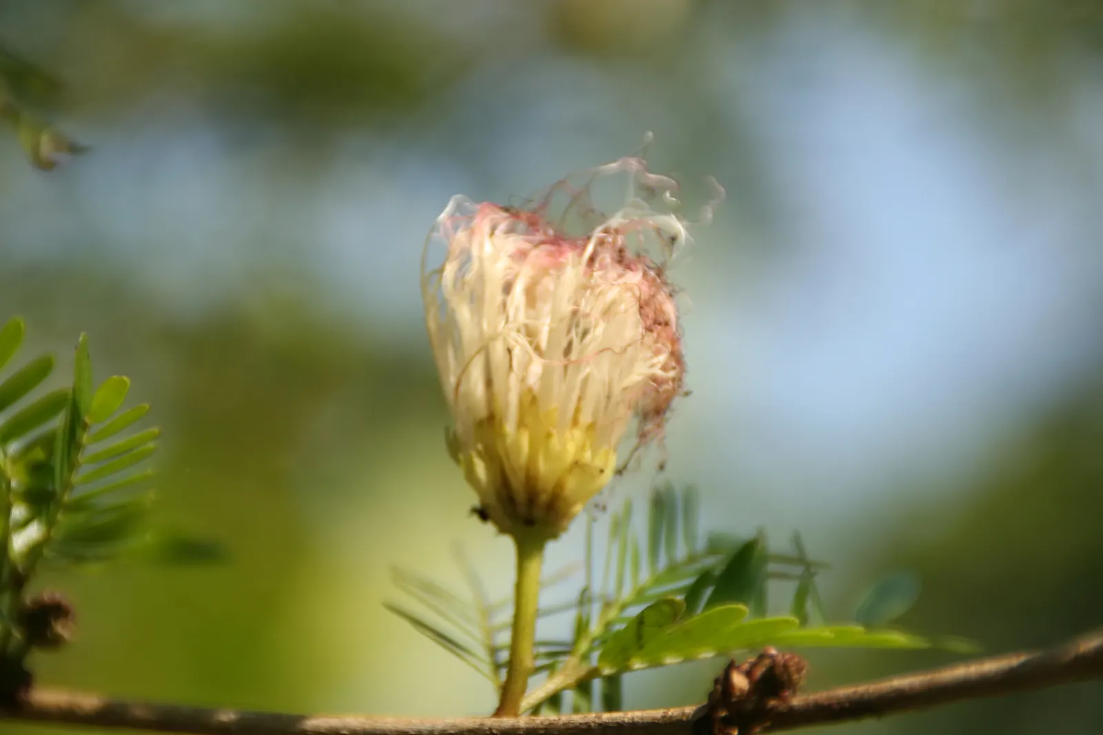 Pink Powderpuff (Calliandra Surinamensis) — Prefers full sun to partial shade and well-draining soil