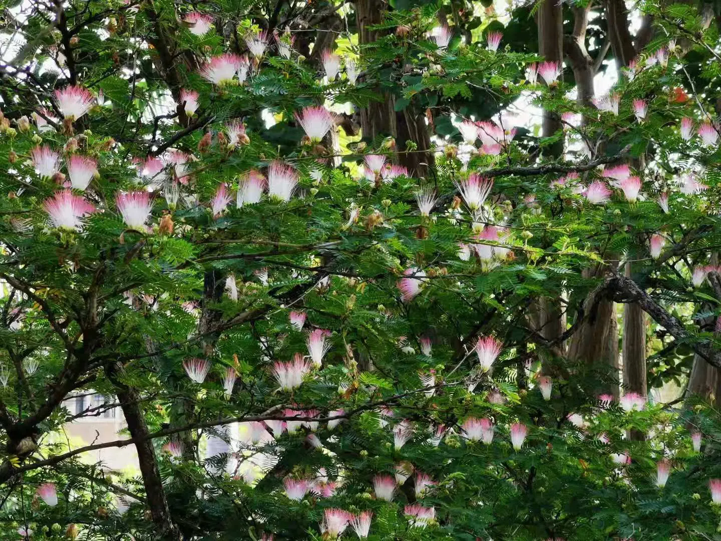 Pink Powderpuff (Calliandra Surinamensis) — typically about 2 to 3 inches in diameter; pink flowers in the garden, image 119