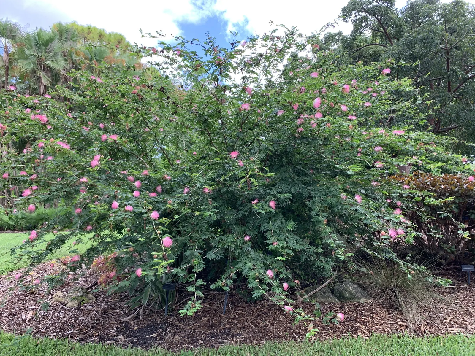 Pink Powderpuff (Calliandra Surinamensis) — attract a variety of pollinators; making it a favorite for visual interest