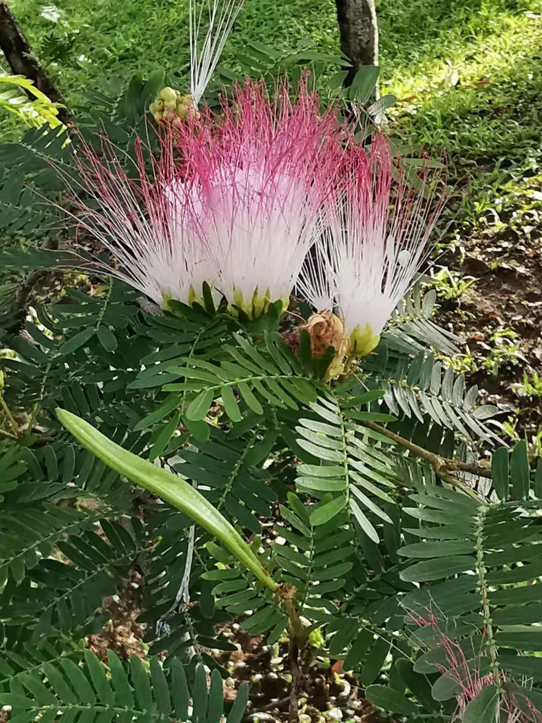 Pink Powderpuff (Calliandra Surinamensis) — shrub / tree for full