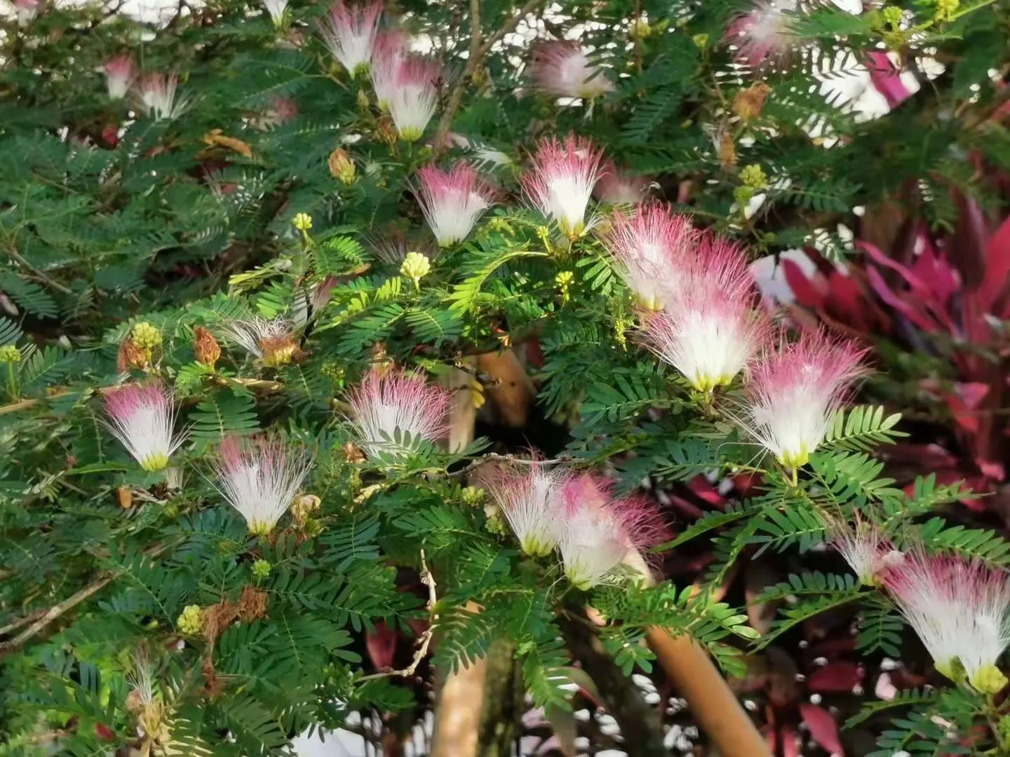 Pink Powderpuff (Calliandra Surinamensis) — These showy inflorescences; including bees and hummingbirds, image 118