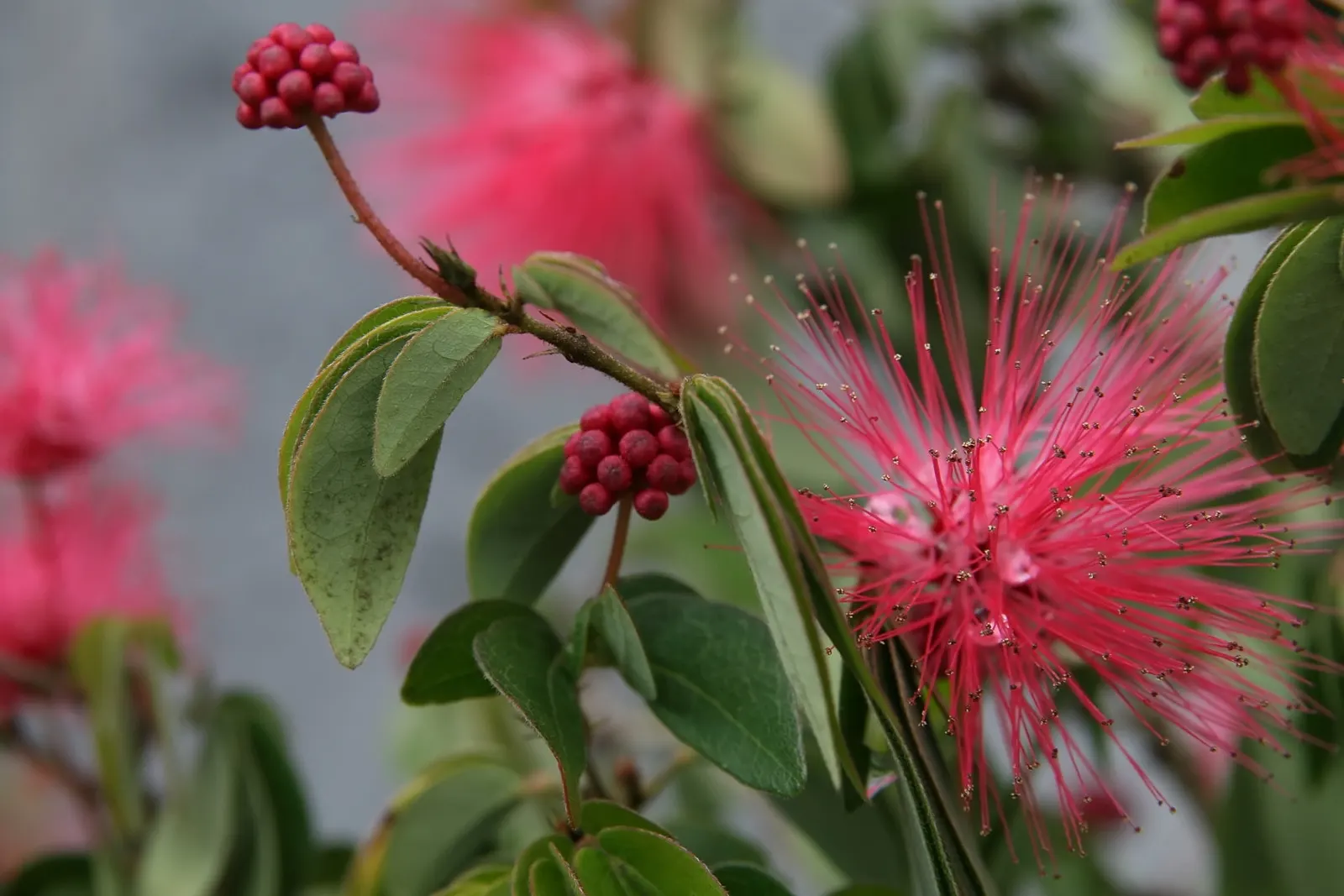 Pink Powderpuff (Calliandra Surinamensis) — bloom year-round in warm climates; shrub / tree with pink blooms