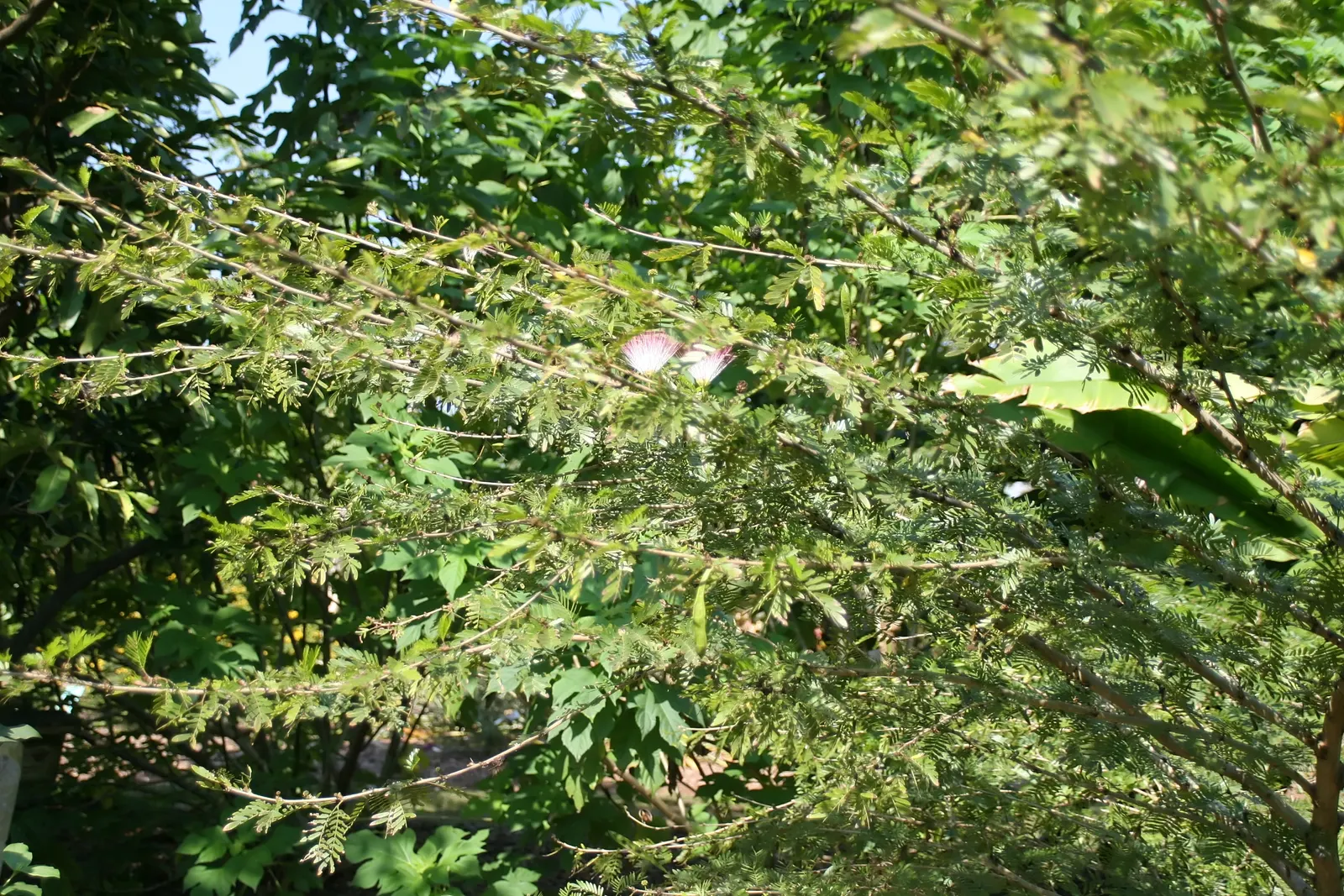 Pink Powderpuff (Calliandra Surinamensis) — Prune regularly to maintain shape; however, once established, it demonstrates moderate drought, image 85