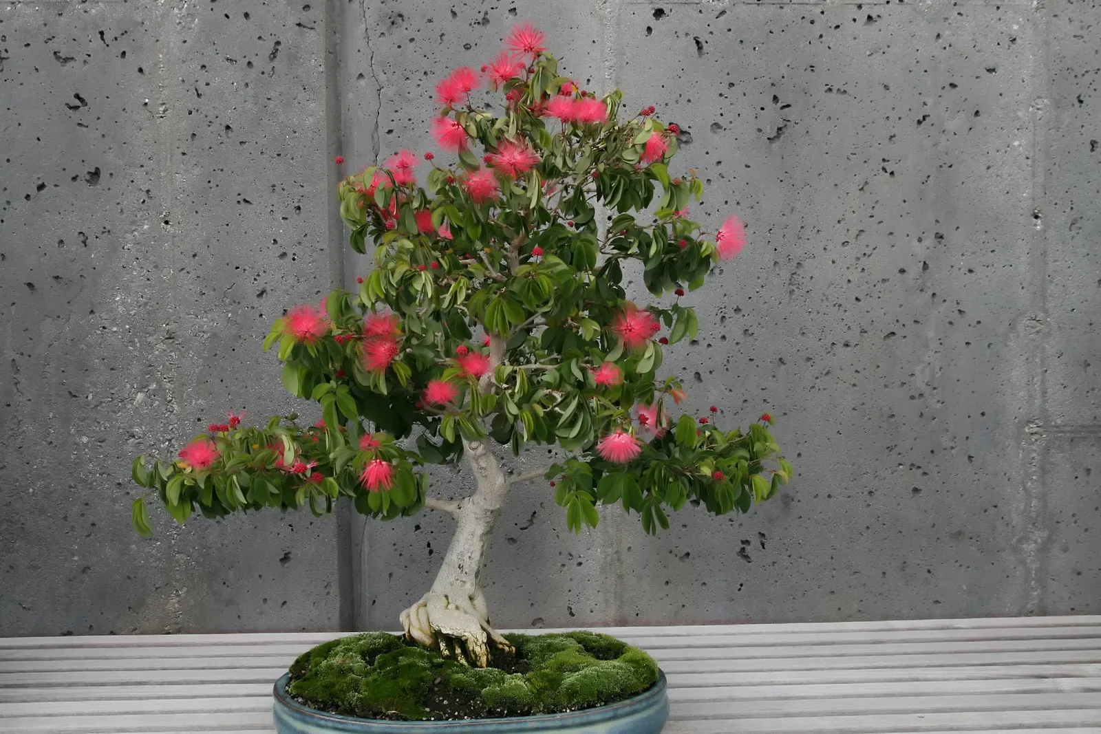 Pink Powderpuff (Calliandra Surinamensis) — bloom year-round in warm climates; shrub / tree with pink blooms, image 108