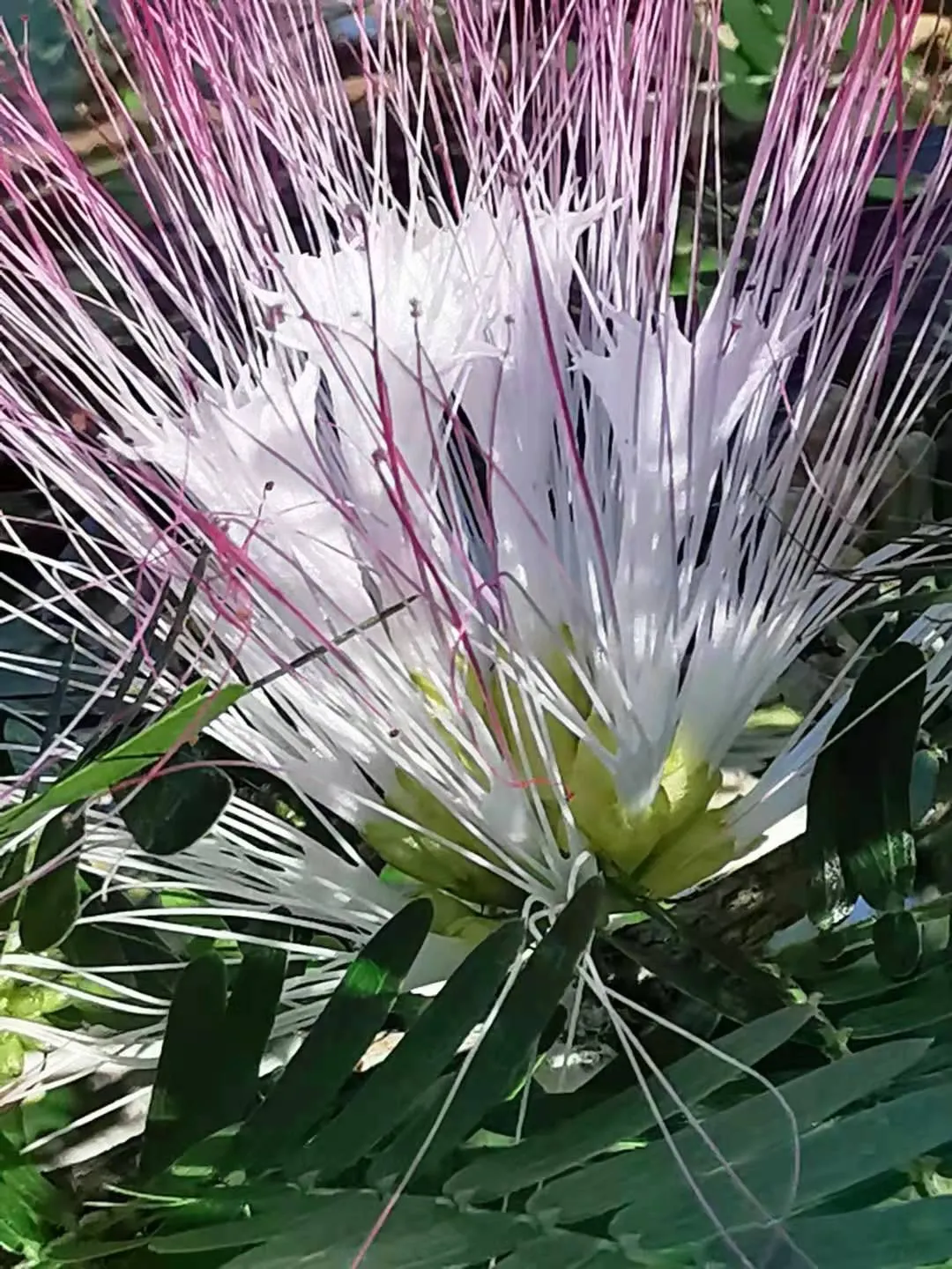 Pink Powderpuff (Calliandra Surinamensis) — is a striking ornamental shrub that emanates a tropical flair; evergreen foliage provides year-round interest