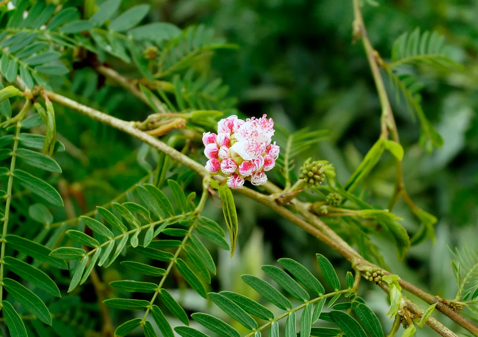 Pink Powderpuff (Calliandra Surinamensis) — is a striking ornamental shrub that emanates a tropical flair
