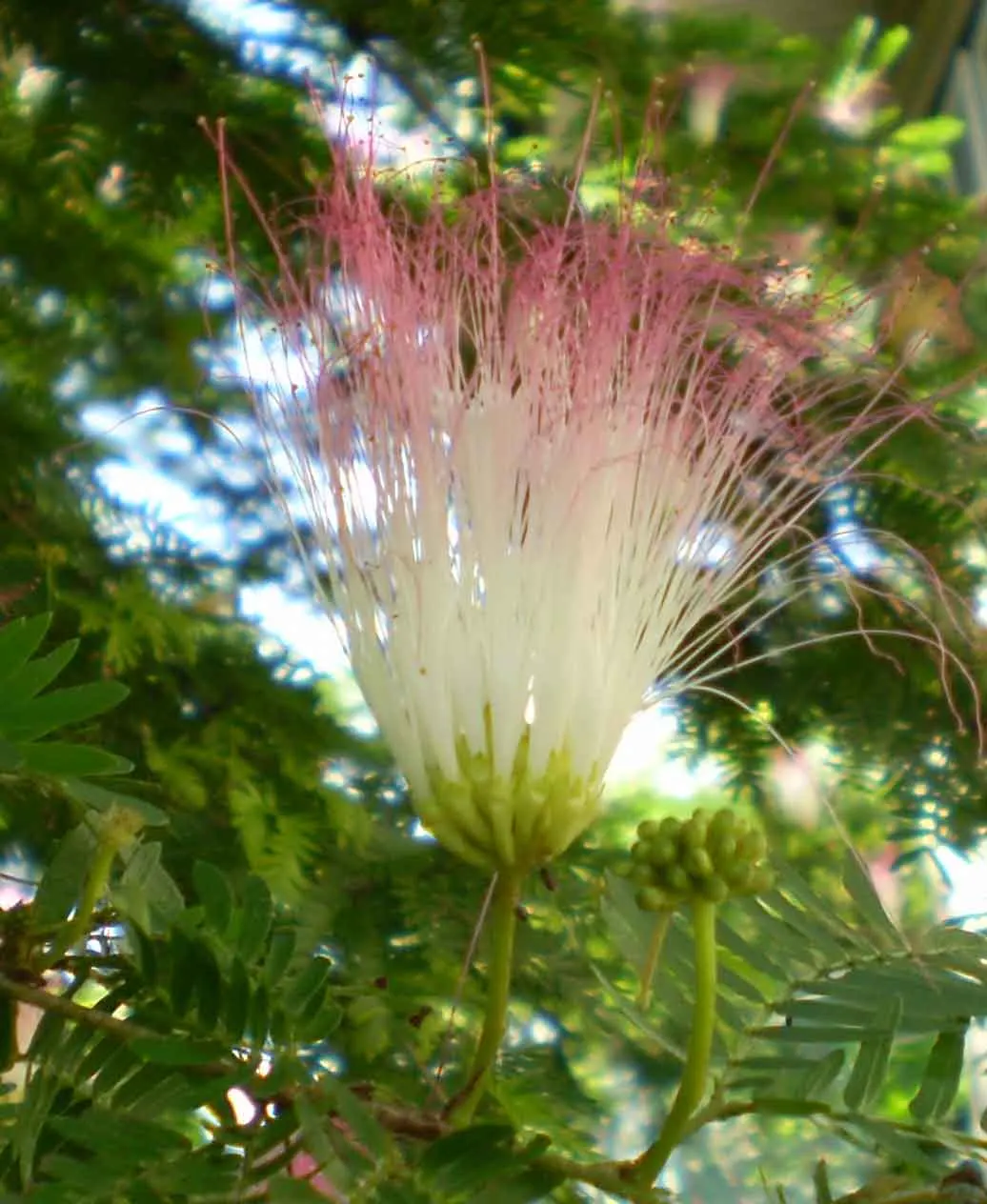 Pink Powderpuff (Calliandra Surinamensis) — shrub / tree for full; making it an excellent choice for gardeners seeking a balance of visual appeal, image 78