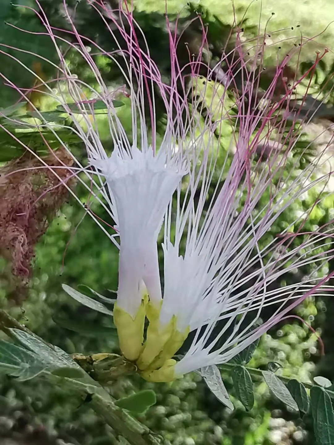 Pink Powderpuff (Calliandra Surinamensis) — including bees and hummingbirds; comprised of numerous long stamens, image 95