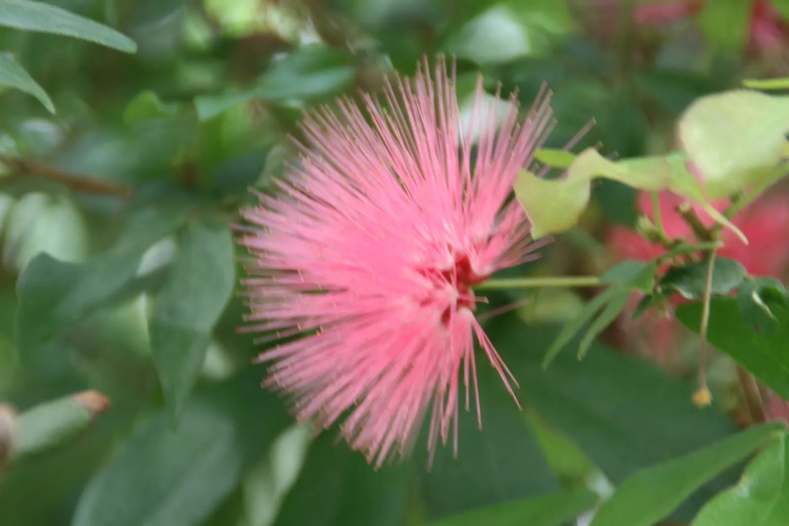 Pink Powderpuff (Calliandra Surinamensis) — pink flowers in the garden