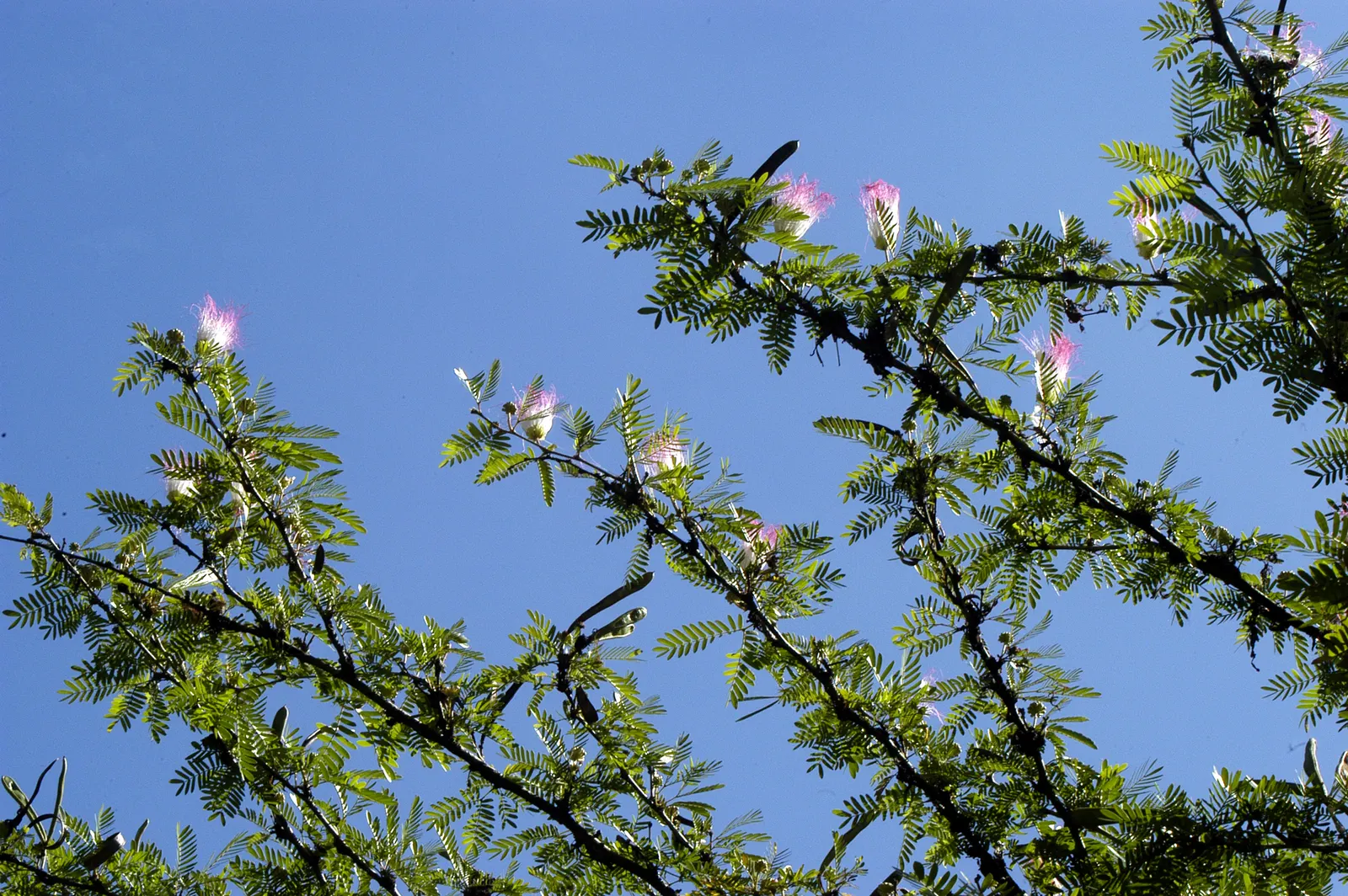 Pink Powderpuff (Calliandra Surinamensis) — commonly known as the Pink Powderpuff; typically about 2 to 3 inches in diameter, image 62