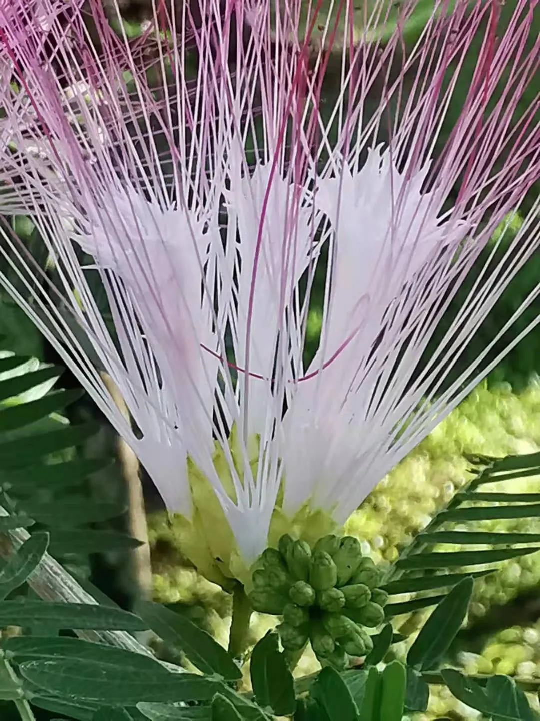 Pink Powderpuff (Calliandra Surinamensis) — Prune regularly to maintain shape; however, once established, it demonstrates moderate drought resistance
