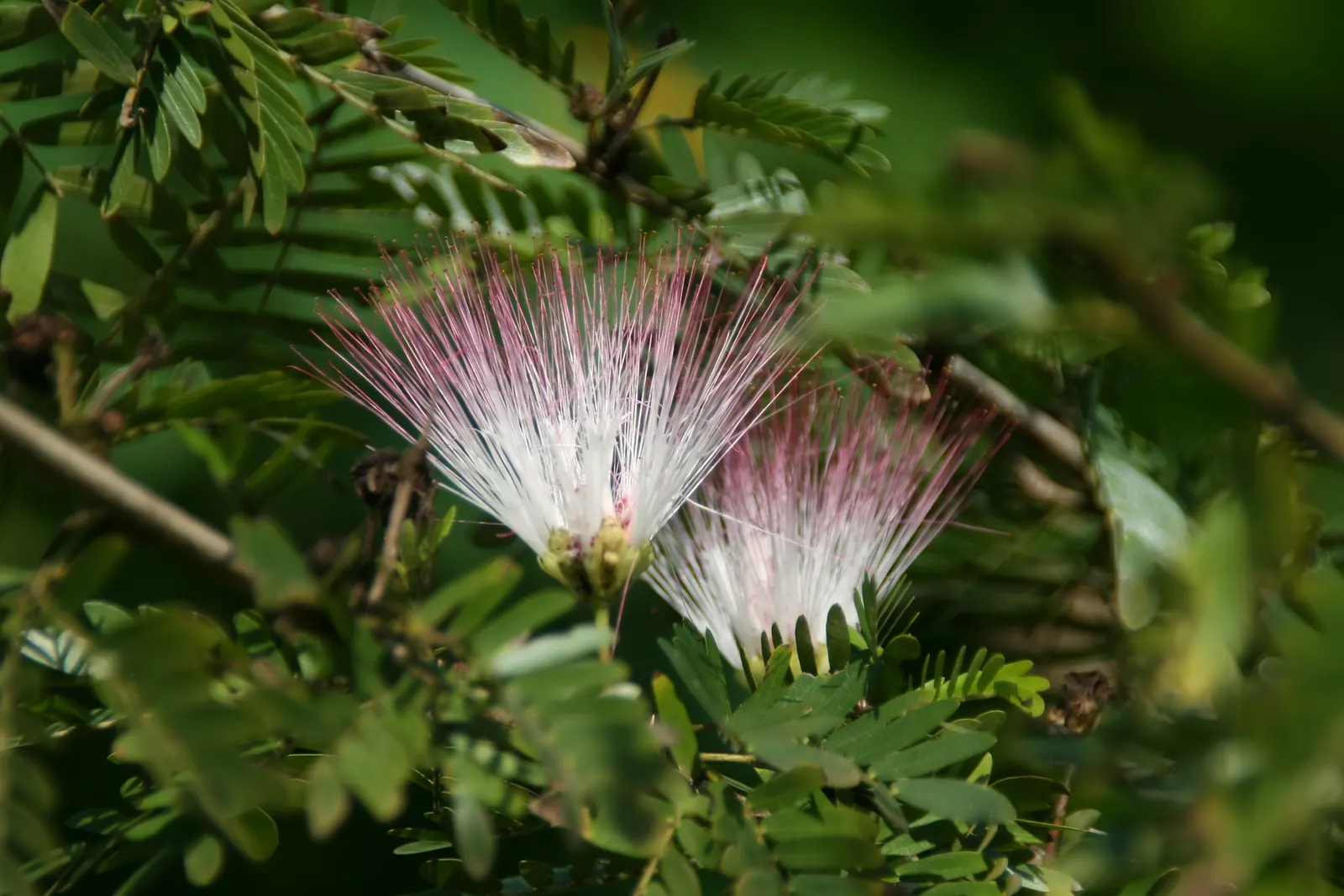 Pink Powderpuff (Calliandra Surinamensis) — evergreen foliage provides year-round interest; calliandra surinamensis offers both aesthetic charm and, image 74