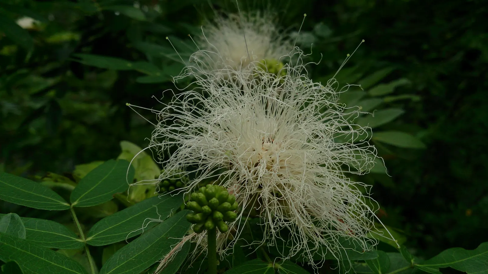 Pink Powderpuff (Calliandra Surinamensis) — attract a variety of pollinators; making it a favorite for visual interest, image 68