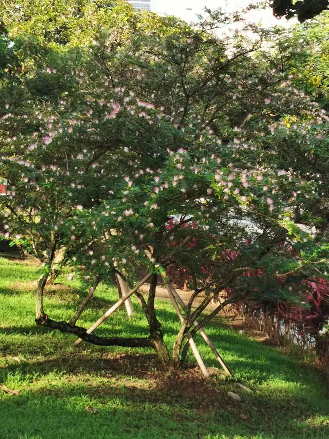 Pink Powderpuff (Calliandra Surinamensis) — However, once established, it demonstrates moderate drought resistance; prune regularly to maintain, image 98