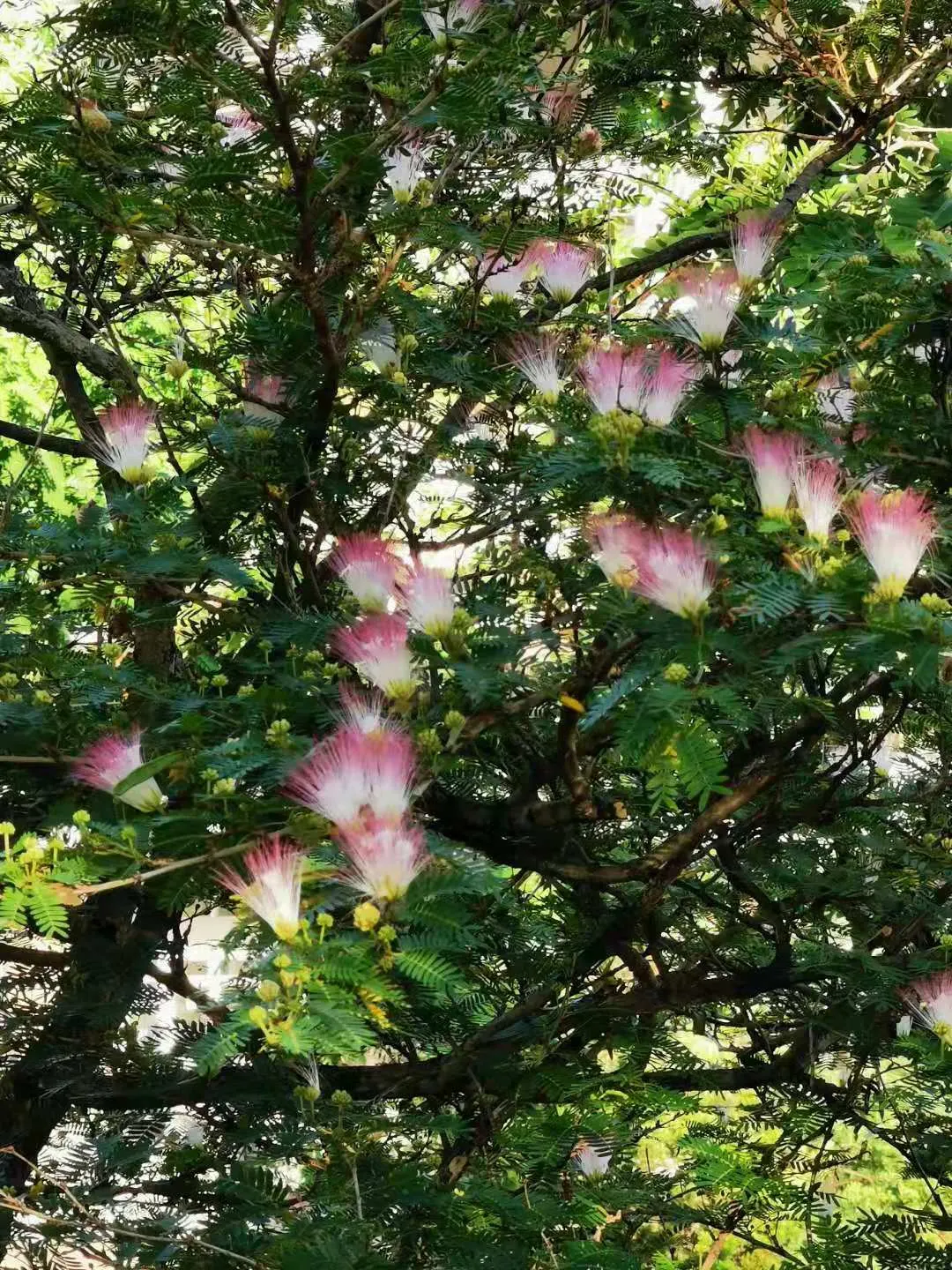 Pink Powderpuff (Calliandra Surinamensis) — is a striking ornamental shrub that emanates a tropical flair; evergreen foliage provides year-round, image 89