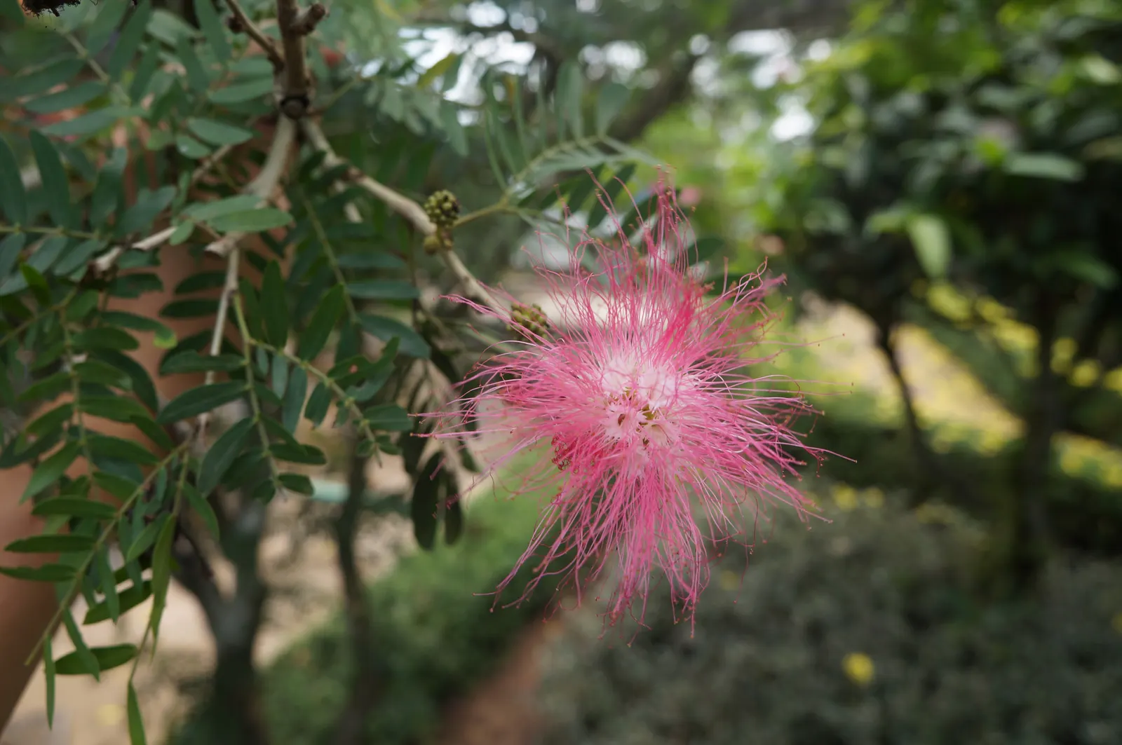 Pink Powderpuff (Calliandra Surinamensis) — shrub / tree for full; making it an excellent choice for gardeners seeking a balance of visual appeal and wildlife