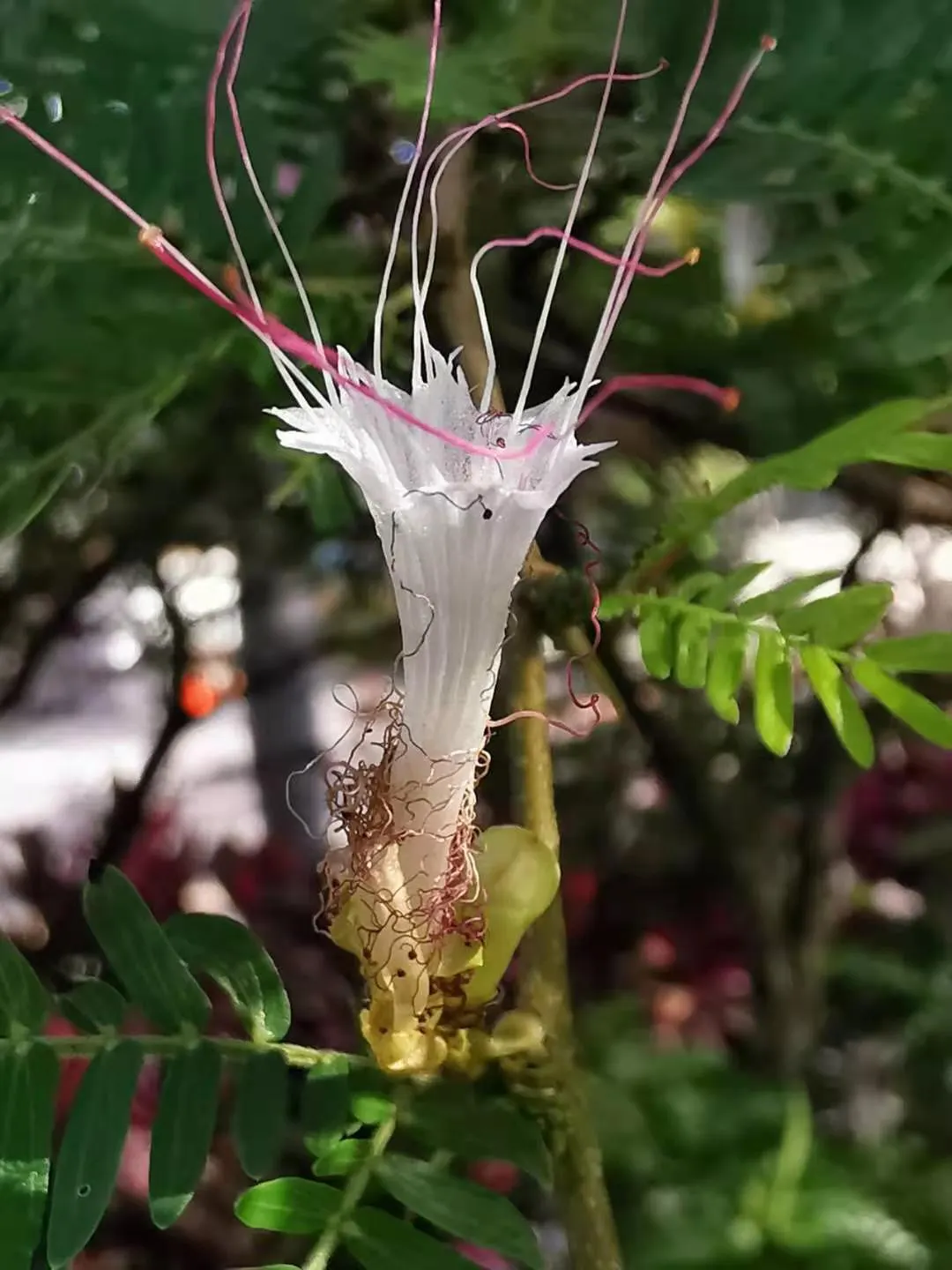 Pink Powderpuff (Calliandra Surinamensis) — Pink Powderpuff thrives in full sun to partial shade and does best in well-draining soil with regular, image 97