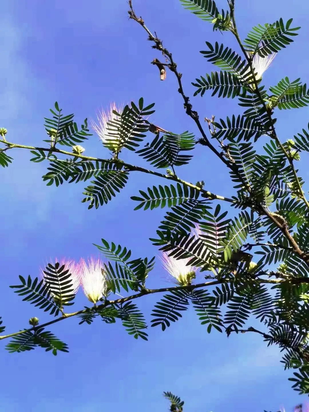 Pink Powderpuff (Calliandra Surinamensis) — Drought-tolerant once established