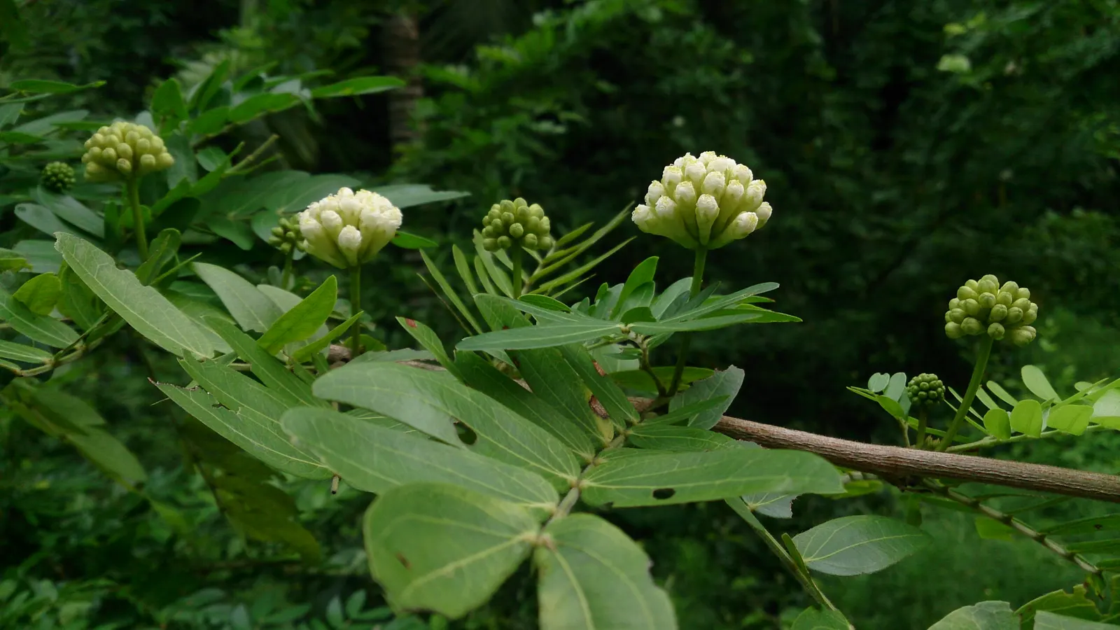 Pink Powderpuff (Calliandra Surinamensis) — shrub / tree with pink blooms; attract a variety of pollinators, image 77