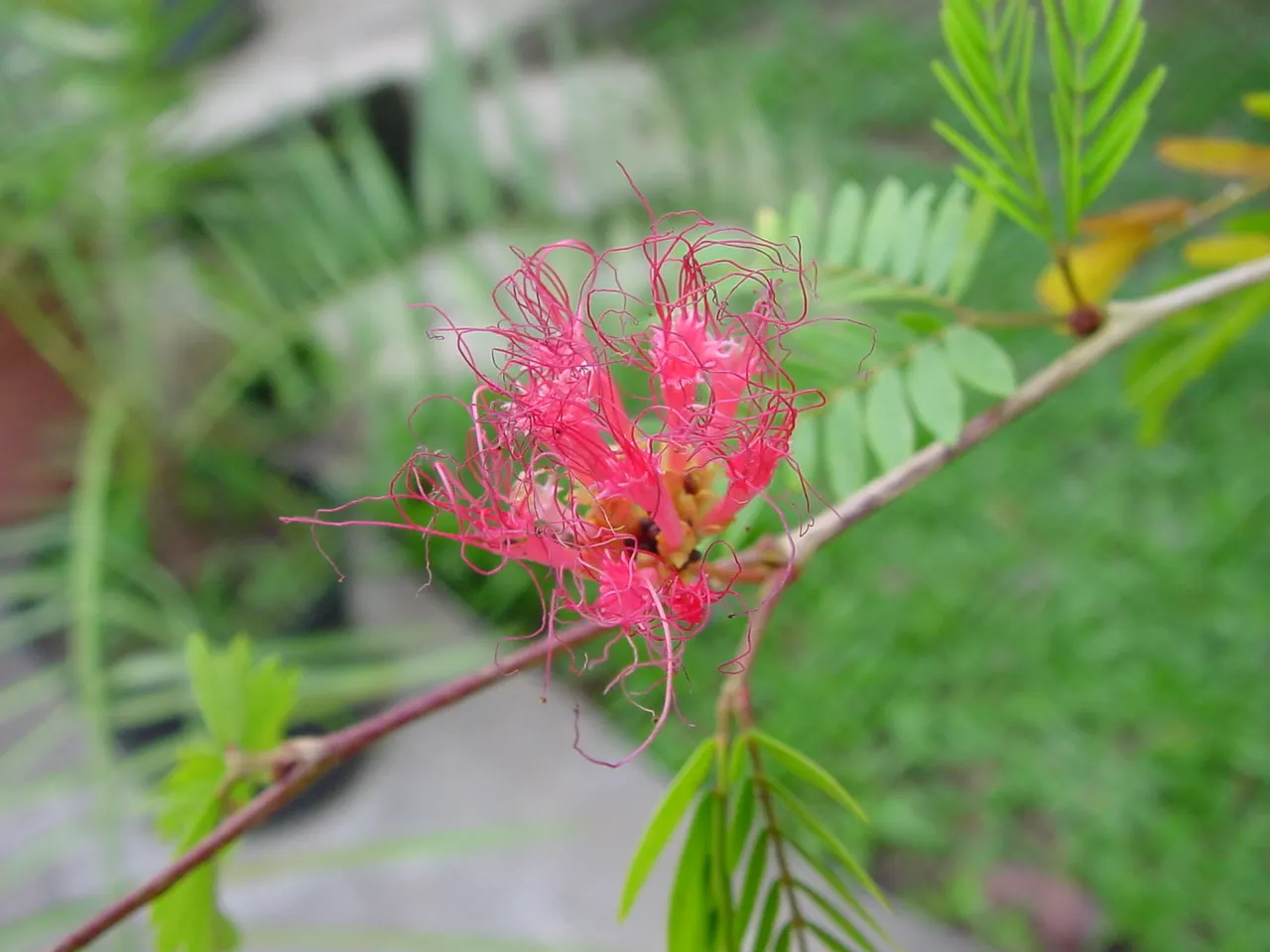 Pink Powderpuff (Calliandra Surinamensis) — Pink Powderpuff thrives in full sun to partial shade and does best in well-draining soil with regular moisture