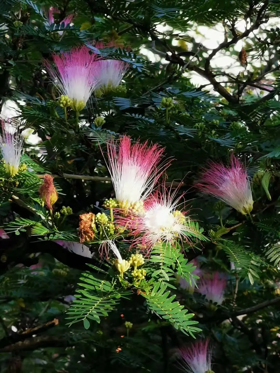 Pink Powderpuff (Calliandra Surinamensis) — making it an excellent choice for gardeners seeking a balance of visual appeal and wildlife support, image 127
