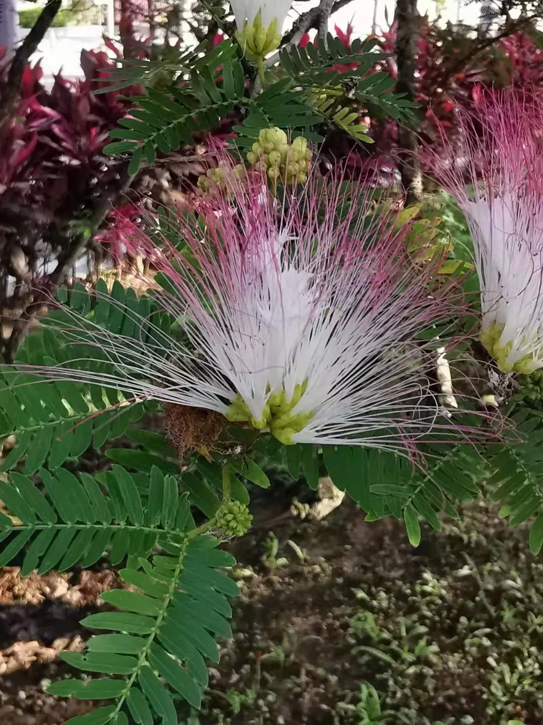 Pink Powderpuff (Calliandra Surinamensis) — Drought-tolerant once established; the Pink Powderpuff (Calliandra surinamensis) is a vibrant evergreen, image 86