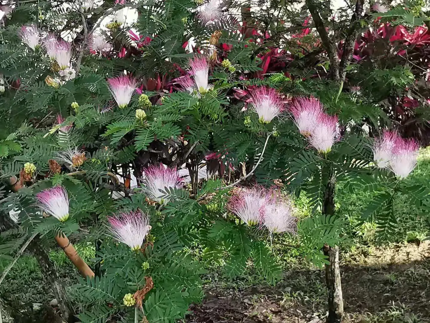 Pink Powderpuff (Calliandra Surinamensis) — including bees and hummingbirds; comprised of numerous long stamens, image 69