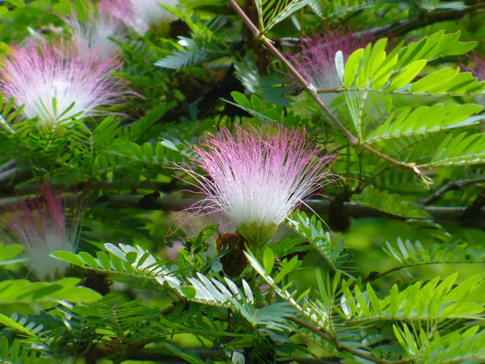 Pink Powderpuff (Calliandra Surinamensis) — bloom prolifically throughout the year but are most abundant during the warmer months; commonly known as the Pink