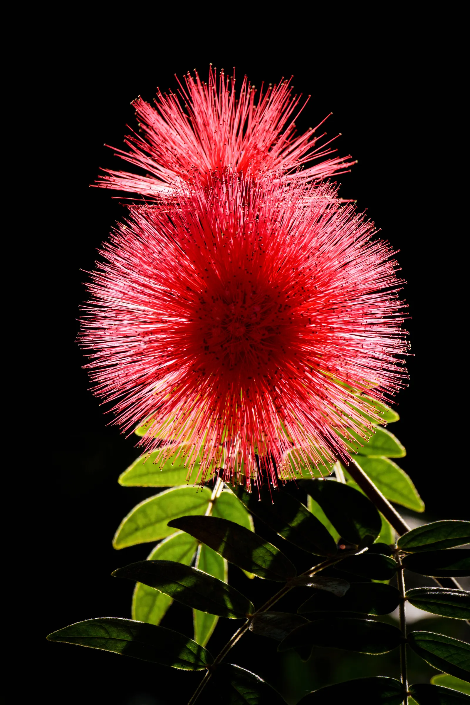 Pink Powderpuff (Calliandra Surinamensis) — These showy inflorescences; including bees and hummingbirds, image 92