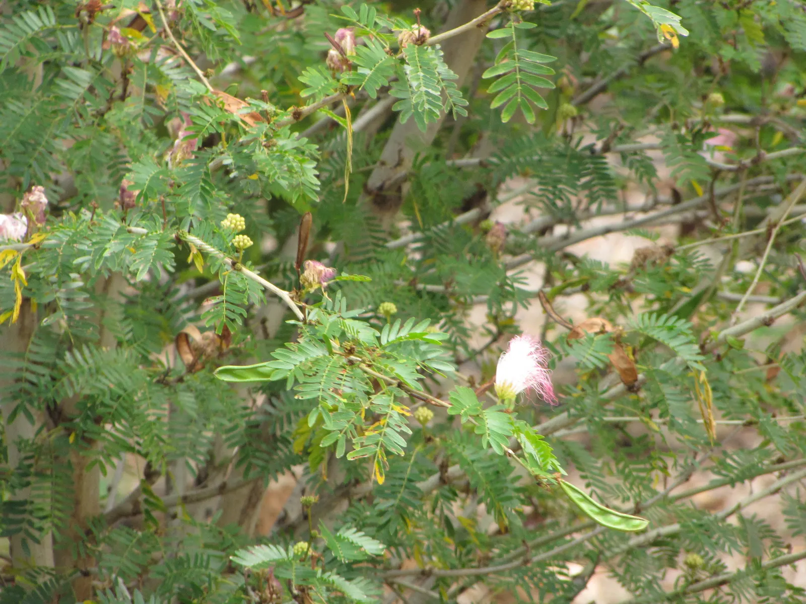 Pink Powderpuff (Calliandra Surinamensis) — is a striking ornamental shrub that emanates a tropical flair; evergreen foliage provides year-round, image 115