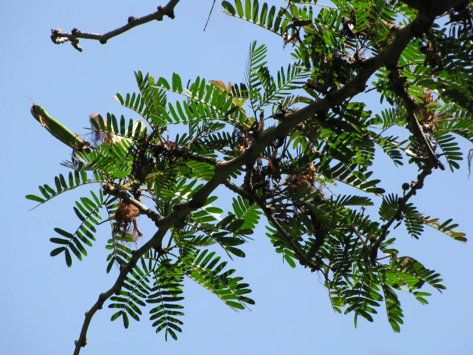 Pink Powderpuff (Calliandra Surinamensis) — bloom year-round in warm climates