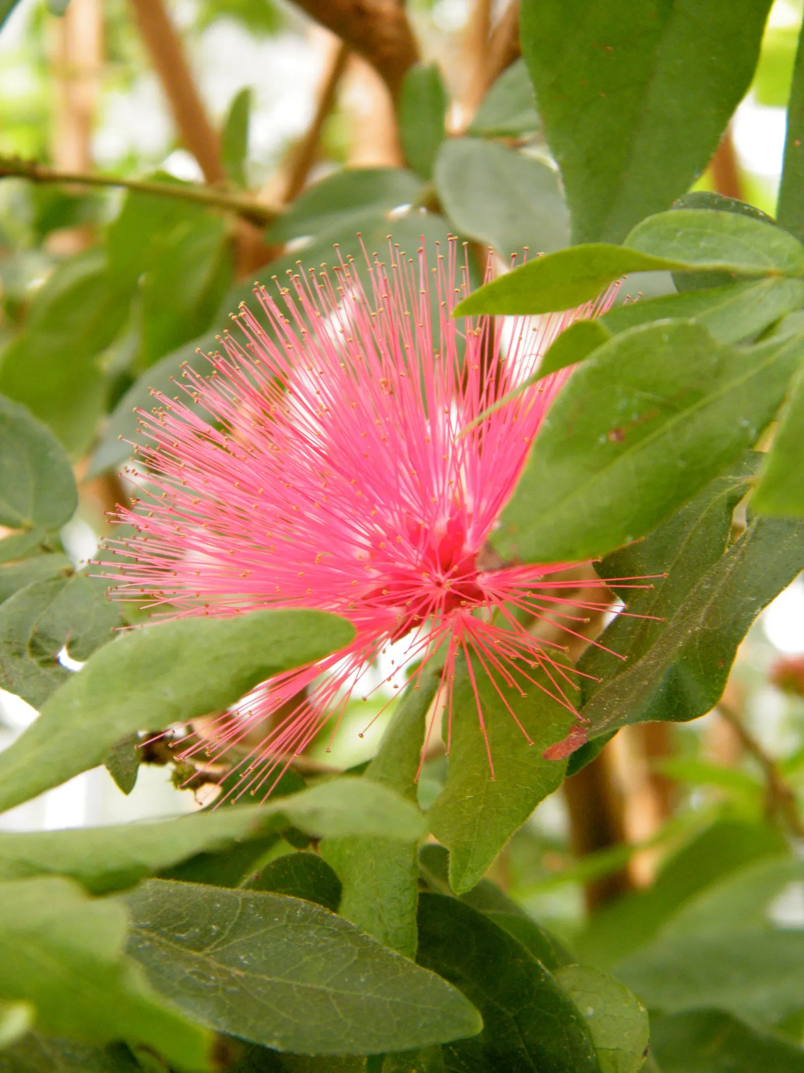Pink Powderpuff (Calliandra Surinamensis) — Its distinctive fluffy pink flowers; adding a dynamic element to the space.<br><br>Preferring USDA zones 9 to 11