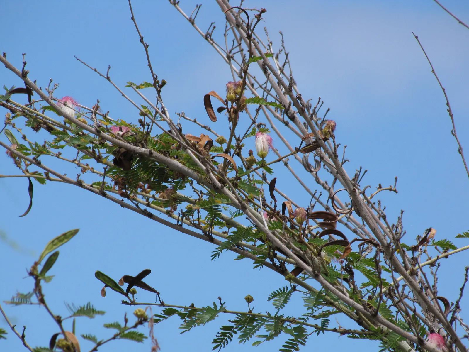Pink Powderpuff (Calliandra Surinamensis) — Drought-tolerant once established; the Pink Powderpuff (Calliandra surinamensis) is a vibrant evergreen, image 112