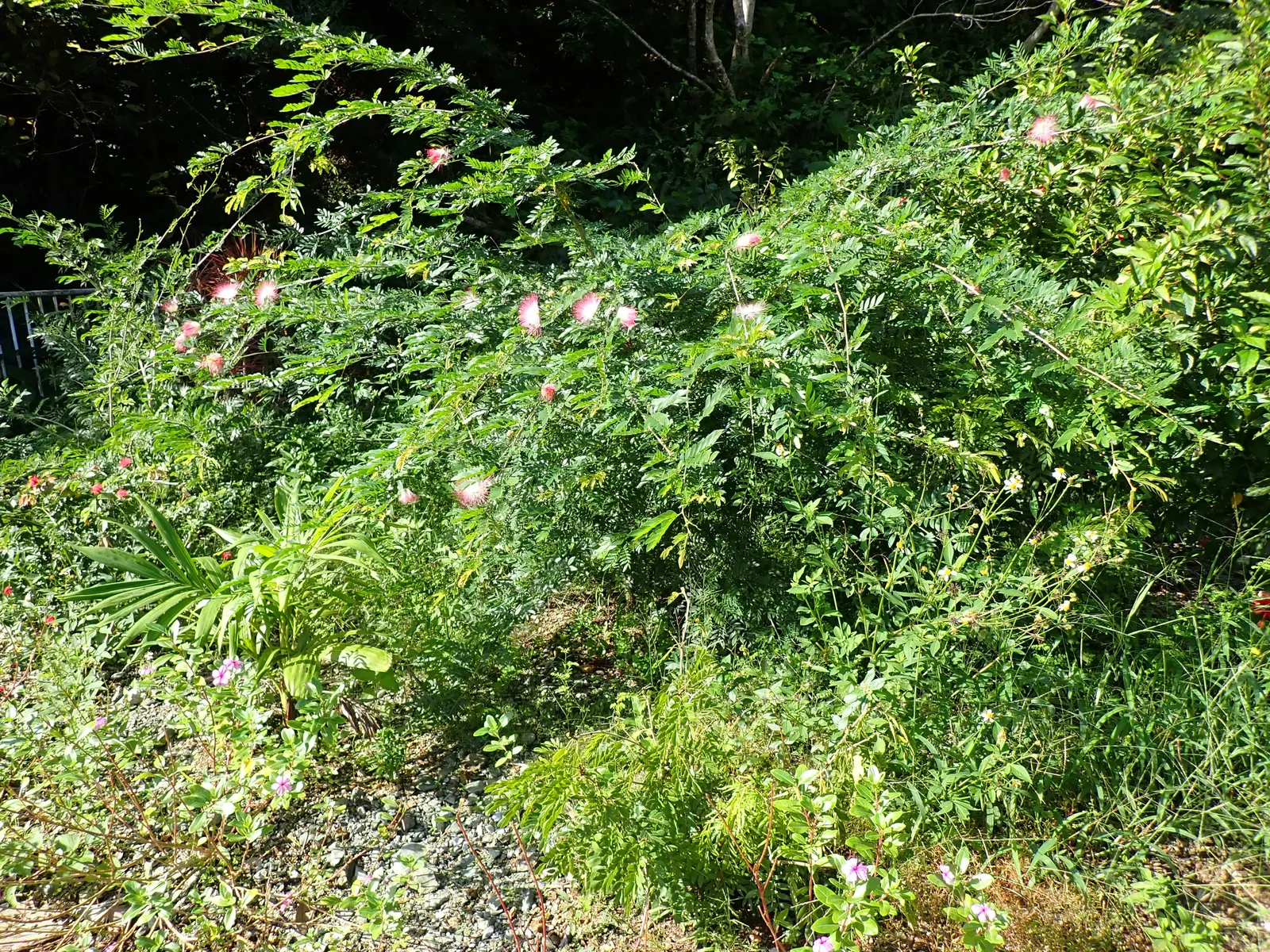Pink Powderpuff (Calliandra Surinamensis) — comprised of numerous long stamens; its distinctive fluffy pink flowers, image 90