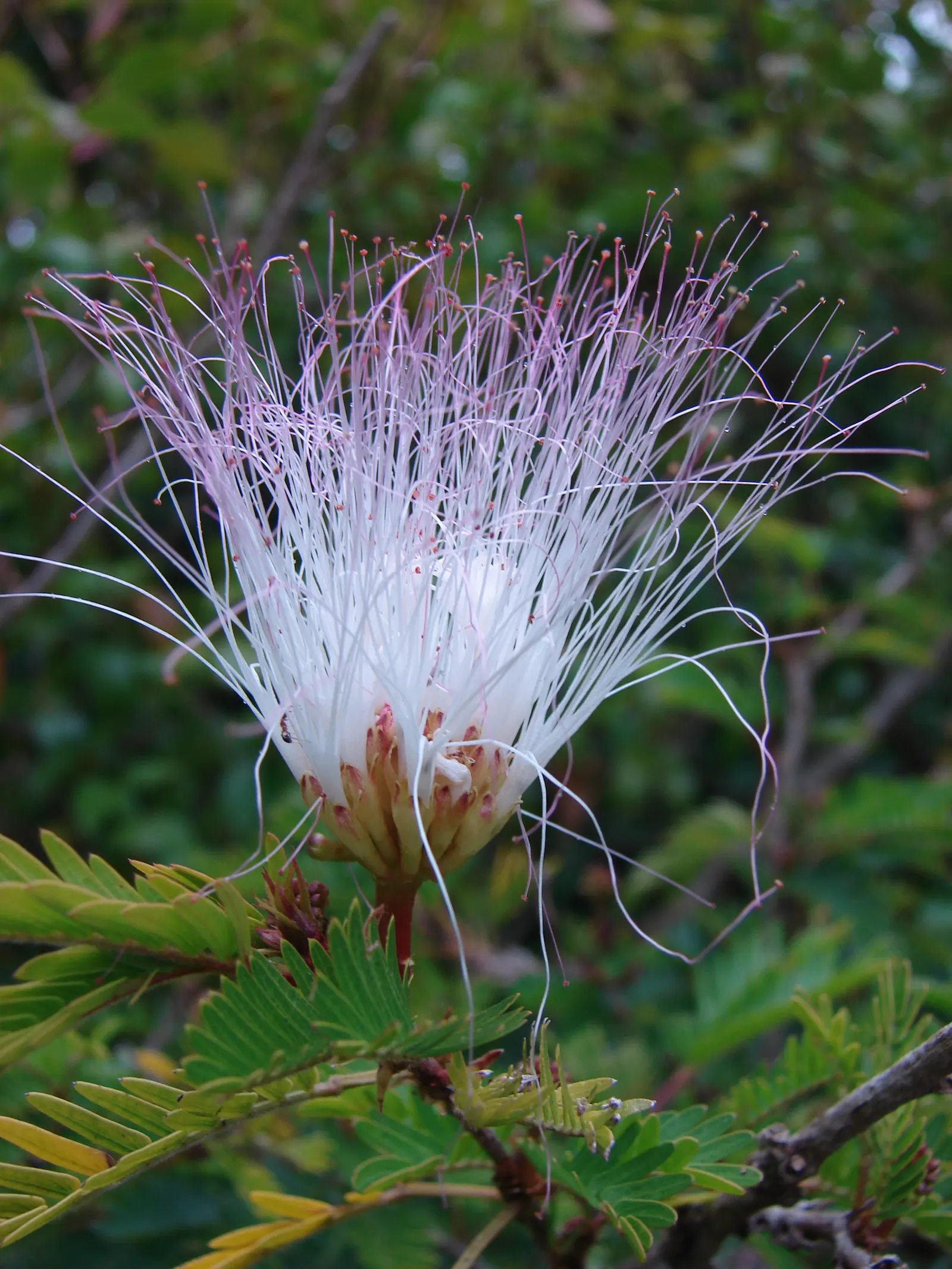 Pink Powderpuff (Calliandra Surinamensis) — comprised of numerous long stamens; its distinctive fluffy pink flowers