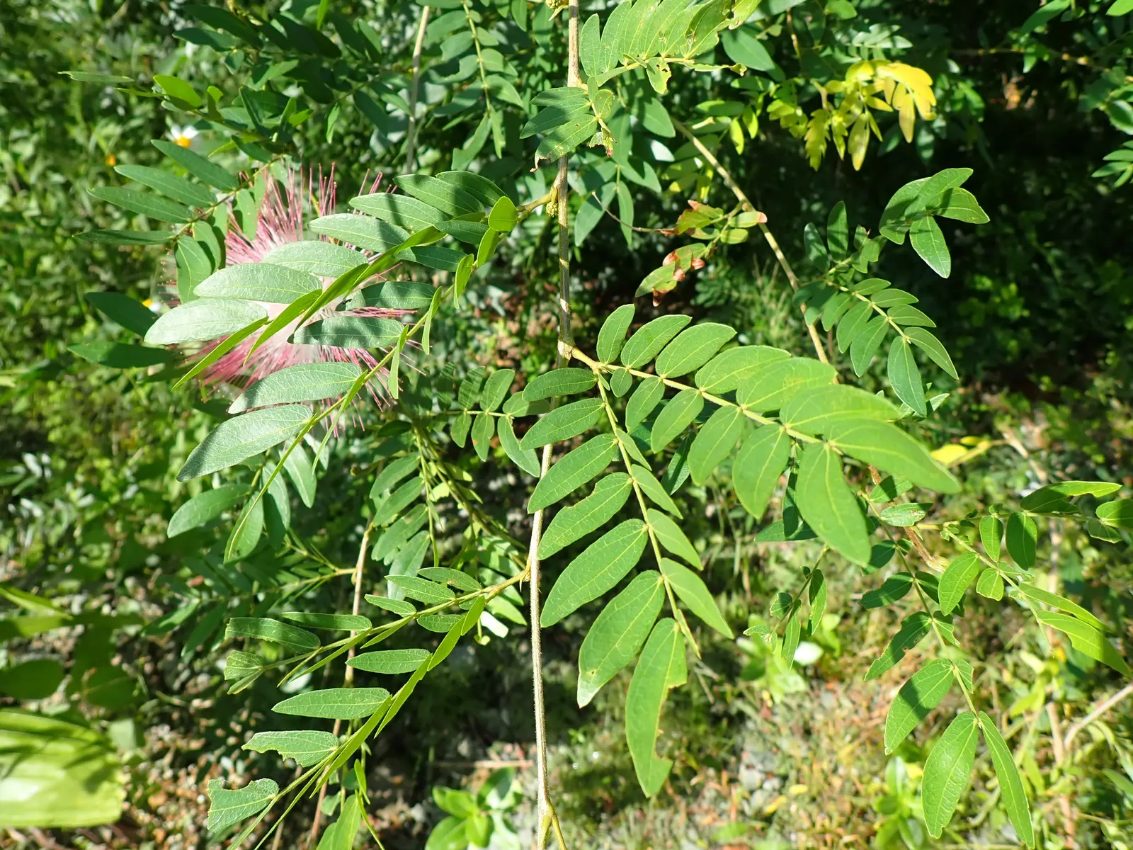 Pink Powderpuff (Calliandra Surinamensis) — Prune regularly to maintain shape