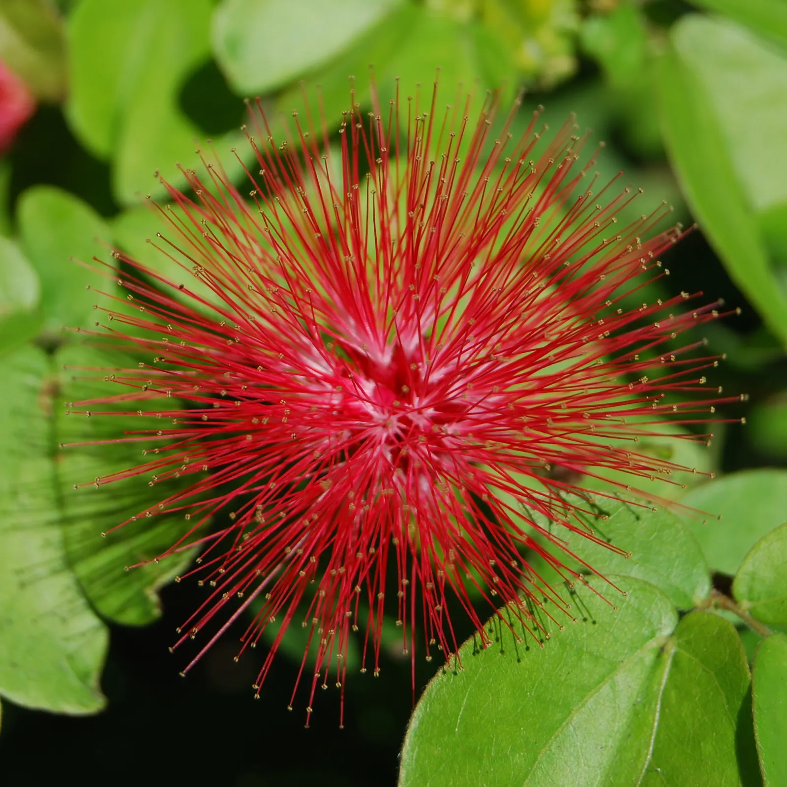 Pink Powderpuff (Calliandra Surinamensis) — adding a dynamic element to the space.<br><br>Preferring USDA zones 9 to 11; pink Powderpuff thrives in, image 70