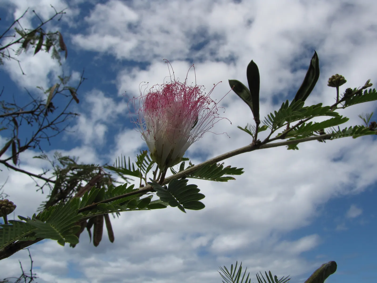 Pink Powderpuff (Calliandra Surinamensis) — Pink Powderpuff thrives in full sun to partial shade and does best in well-draining soil with regular, image 123