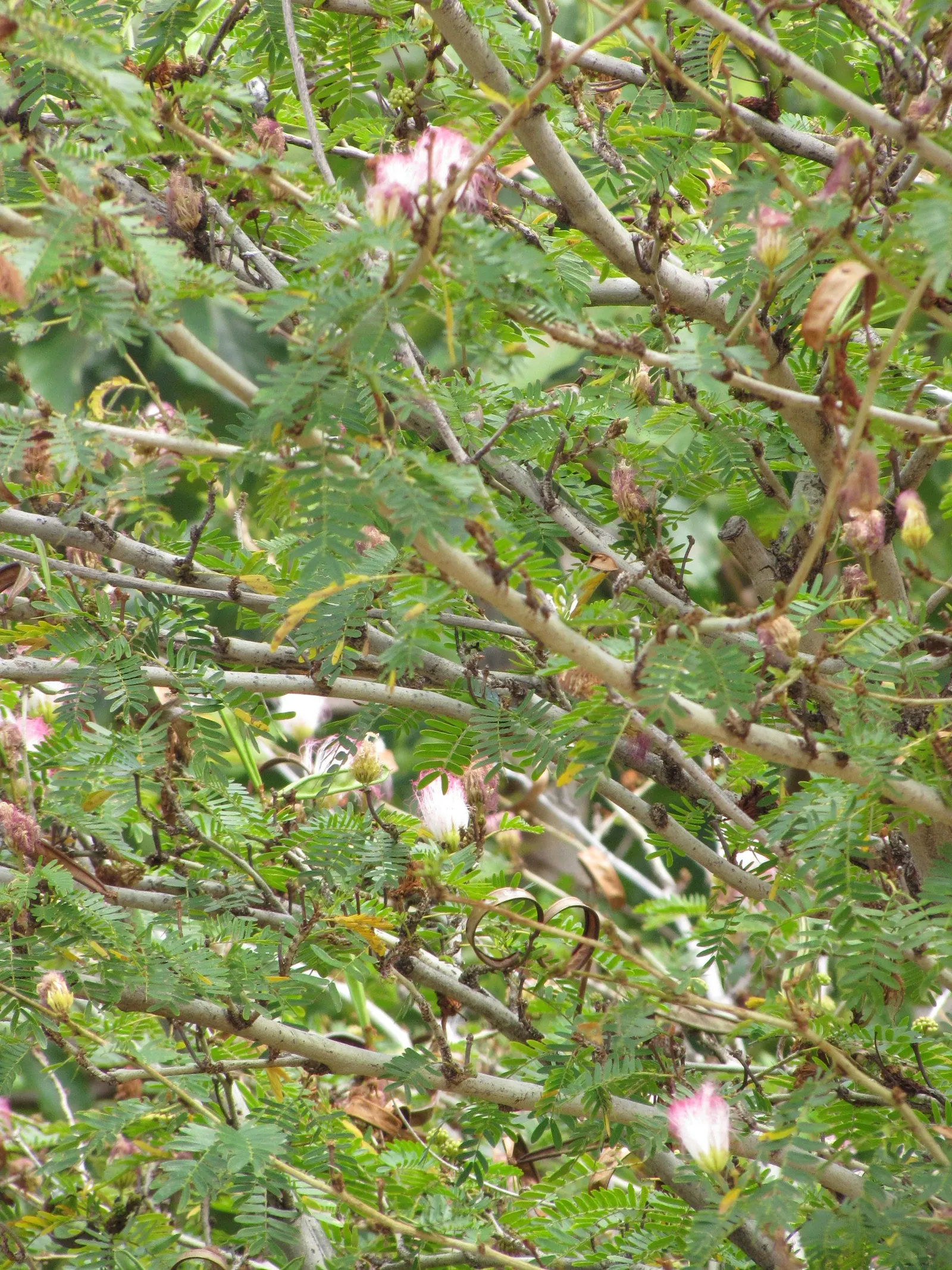 Pink Powderpuff (Calliandra Surinamensis) — including bees and hummingbirds