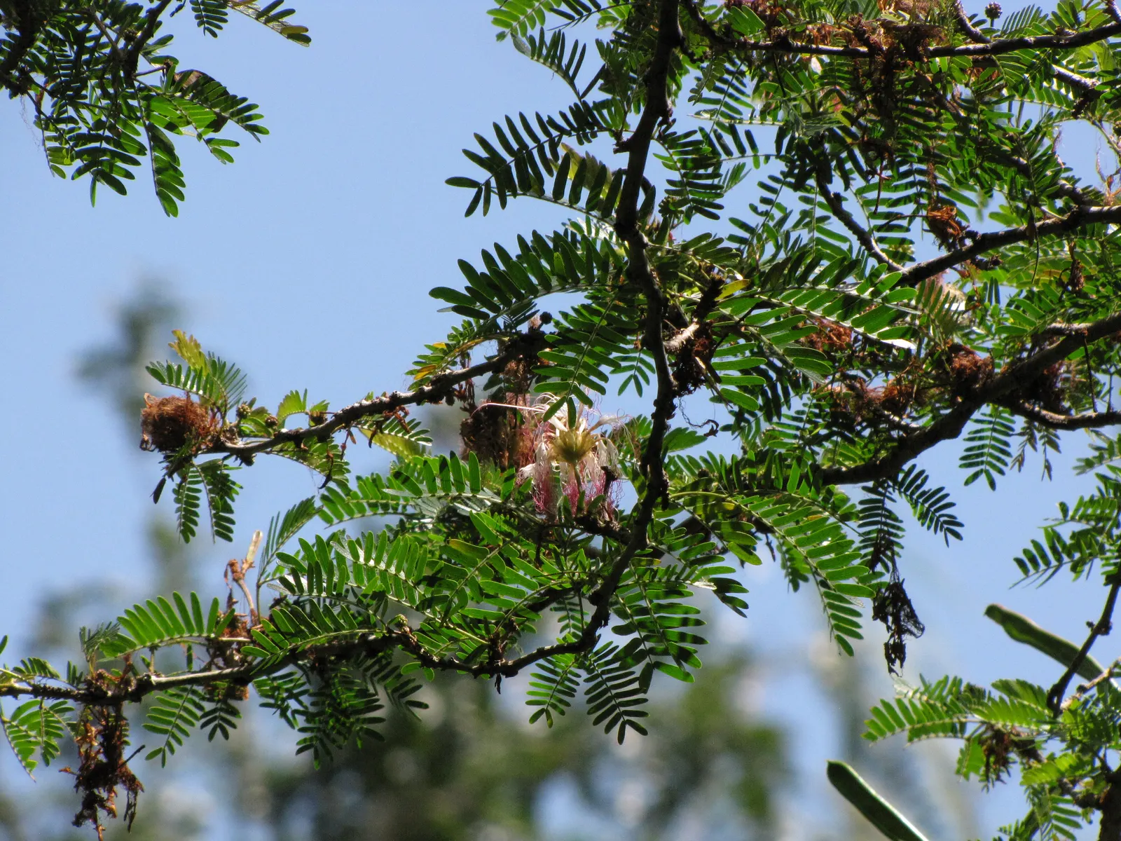 Pink Powderpuff (Calliandra Surinamensis) — pink flowers in the garden; it's perfect for creating focal points in tropical and subtropical landscapes