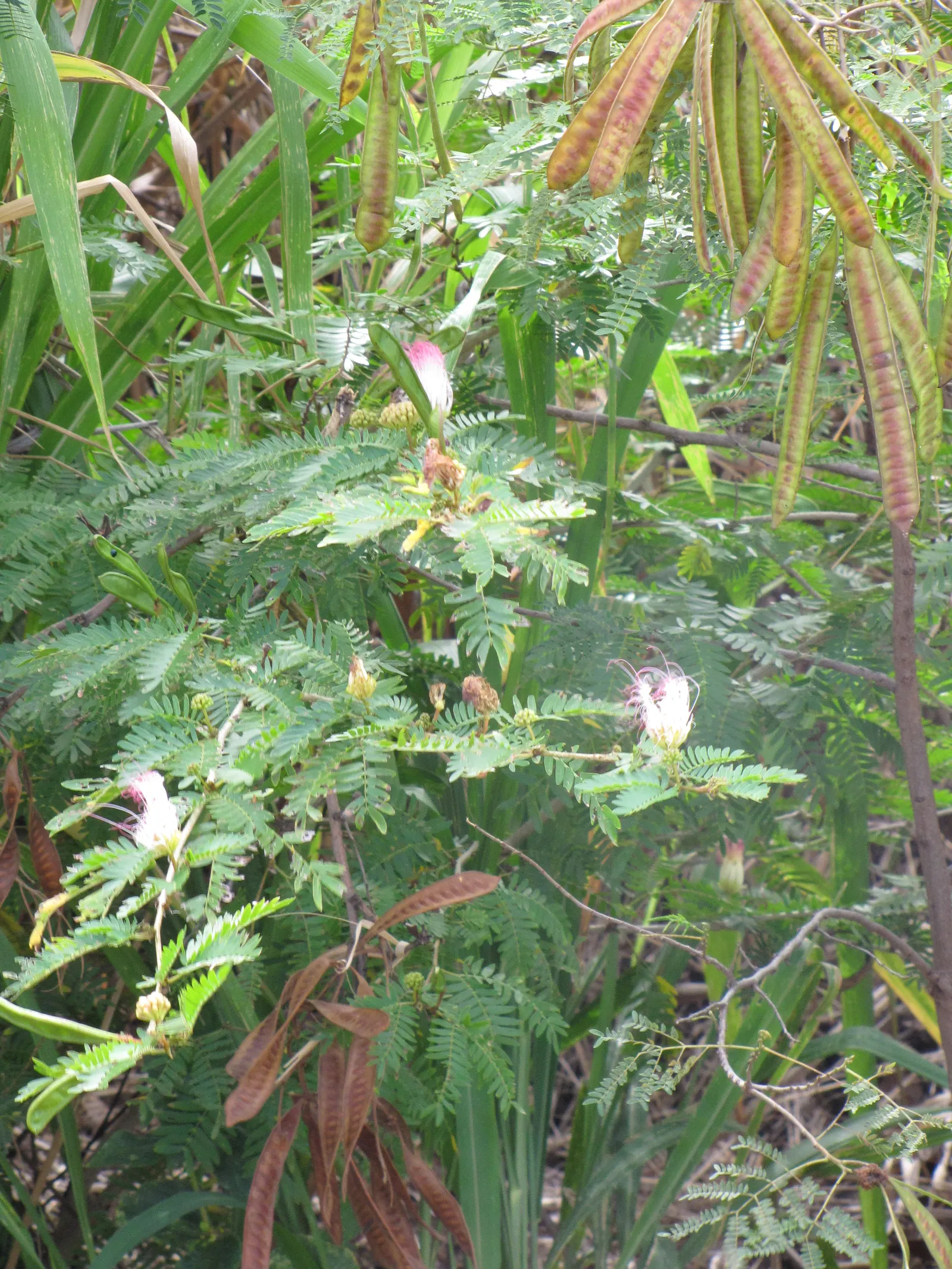 Pink Powderpuff (Calliandra Surinamensis) — However, once established, it demonstrates moderate drought resistance; prune regularly to maintain, image 72