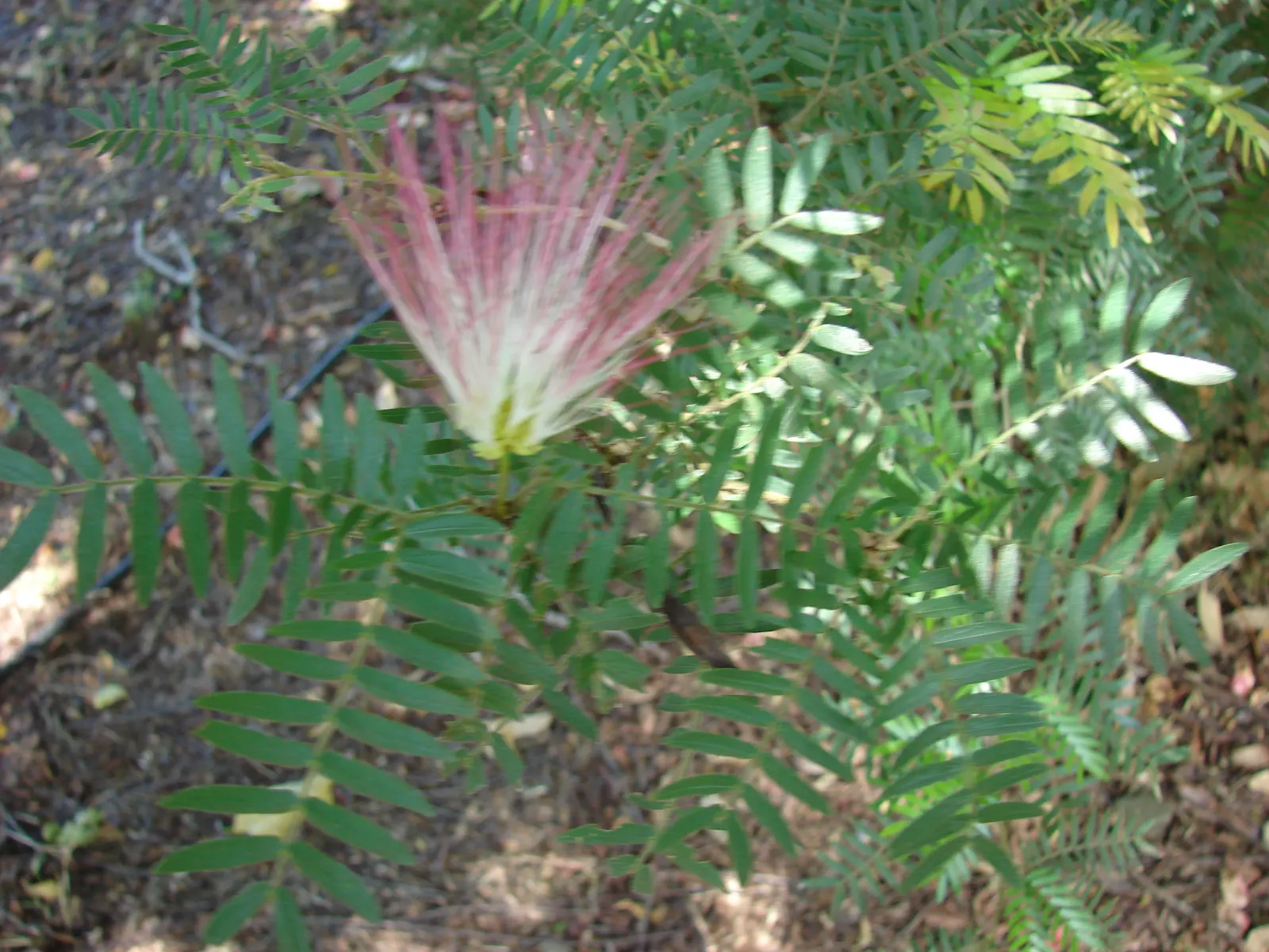 Pink Powderpuff (Calliandra Surinamensis) — Its distinctive fluffy pink flowers; adding a dynamic element to the space.<br><br>Preferring USDA, image 107
