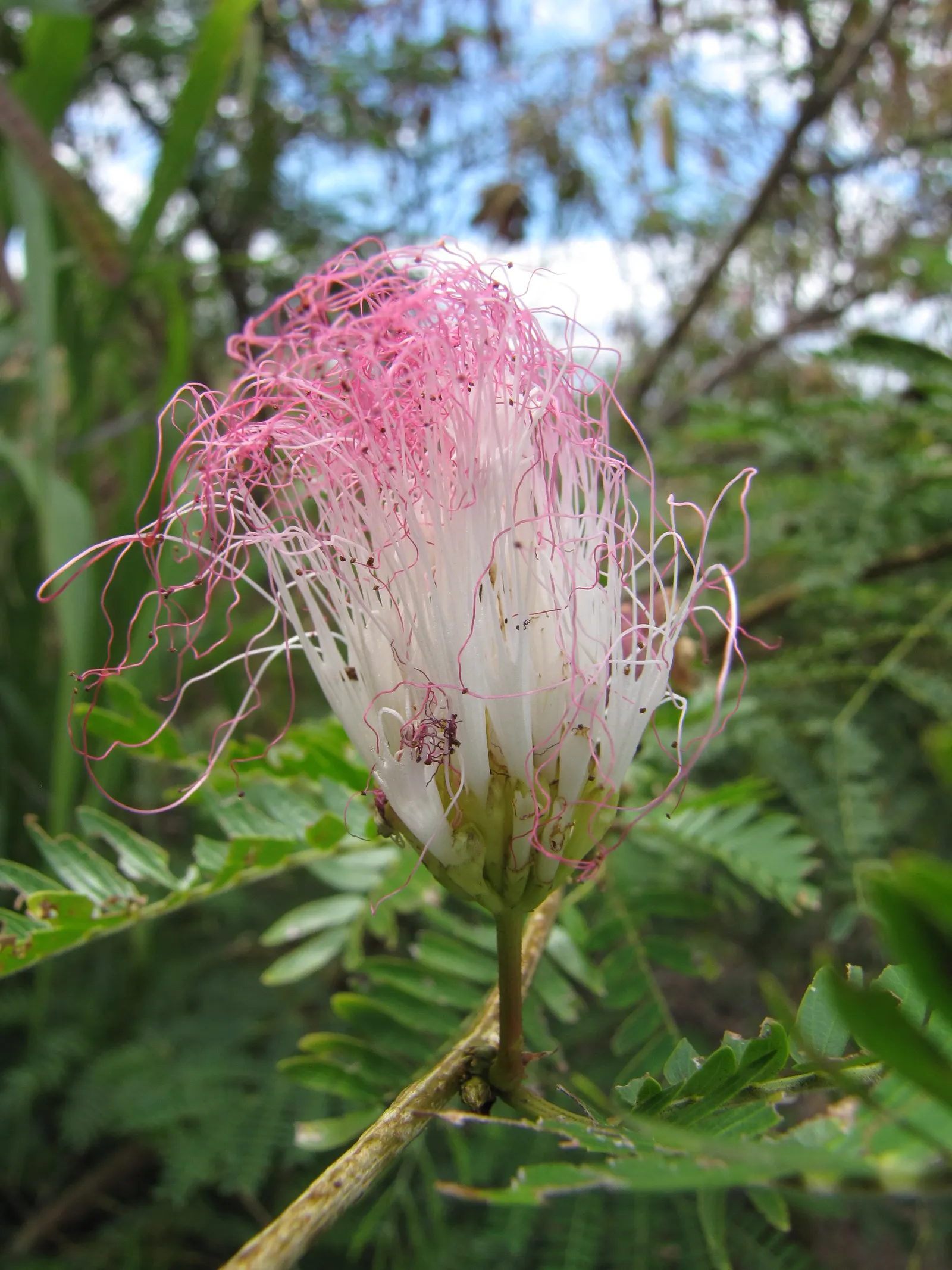 Pink Powderpuff (Calliandra Surinamensis) — adding a dynamic element to the space.<br><br>Preferring USDA zones 9 to 11; pink Powderpuff thrives in, image 96