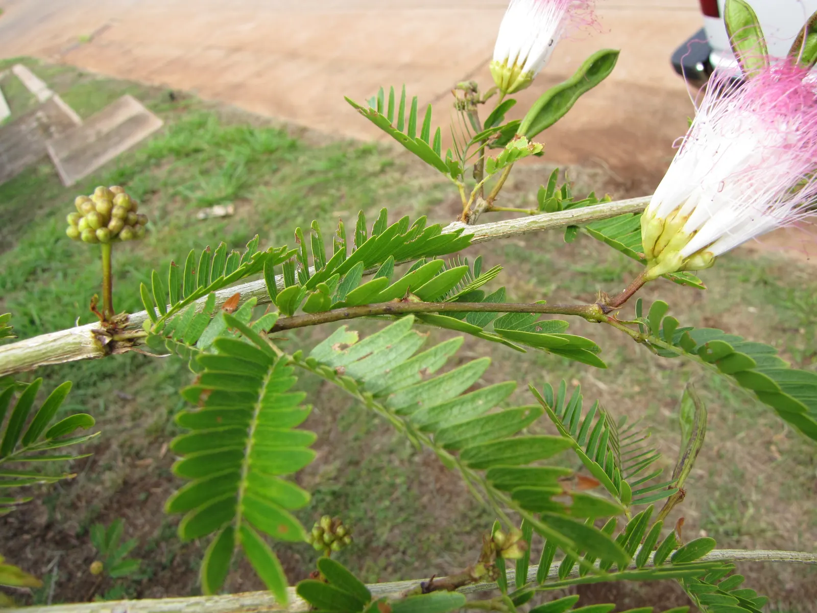 Pink Powderpuff (Calliandra Surinamensis) — shrub / tree for full; making it an excellent choice for gardeners seeking a balance of visual appeal, image 104