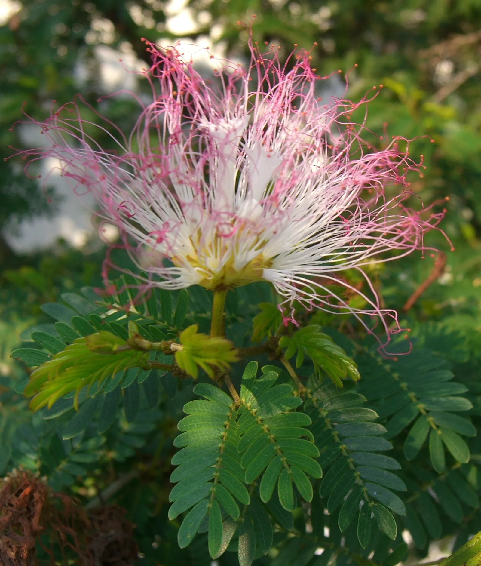 Pink Powderpuff (Calliandra Surinamensis) — it's perfect for creating focal points in tropical and subtropical landscapes