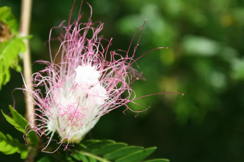 Pink Powderpuff (Calliandra Surinamensis) — comprised of numerous long stamens; its distinctive fluffy pink flowers, image 116