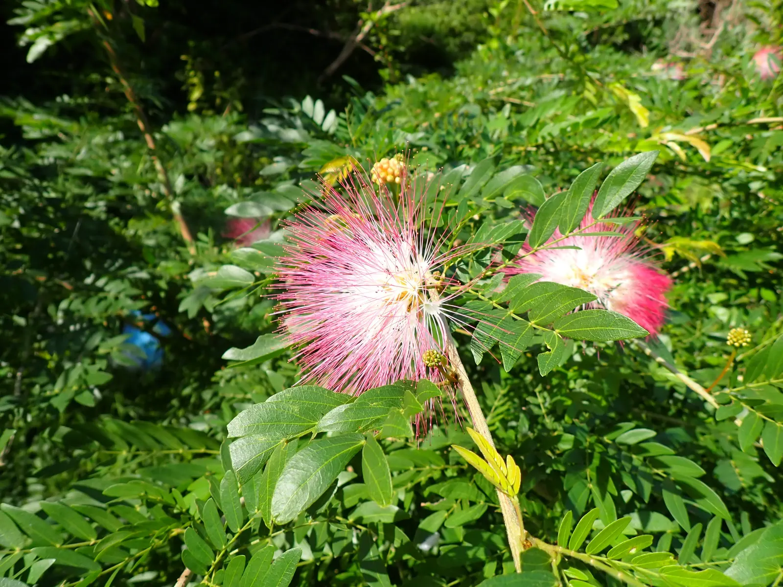Pink Powderpuff (Calliandra Surinamensis) — including bees and hummingbirds; comprised of numerous long stamens