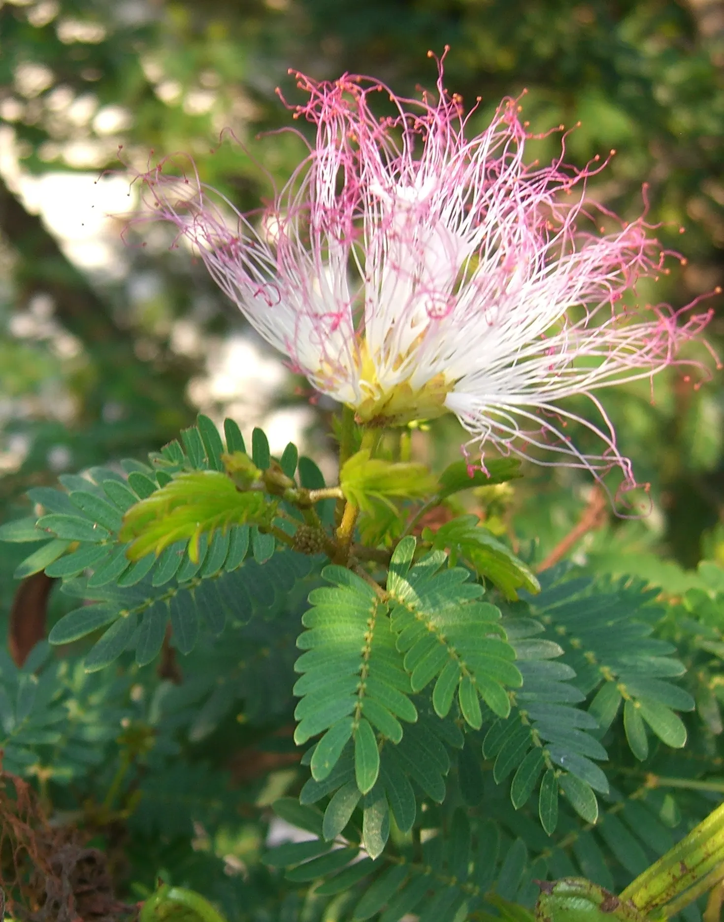 Pink Powderpuff (Calliandra Surinamensis) — evergreen foliage provides year-round interest; calliandra surinamensis offers both aesthetic charm and, image 126