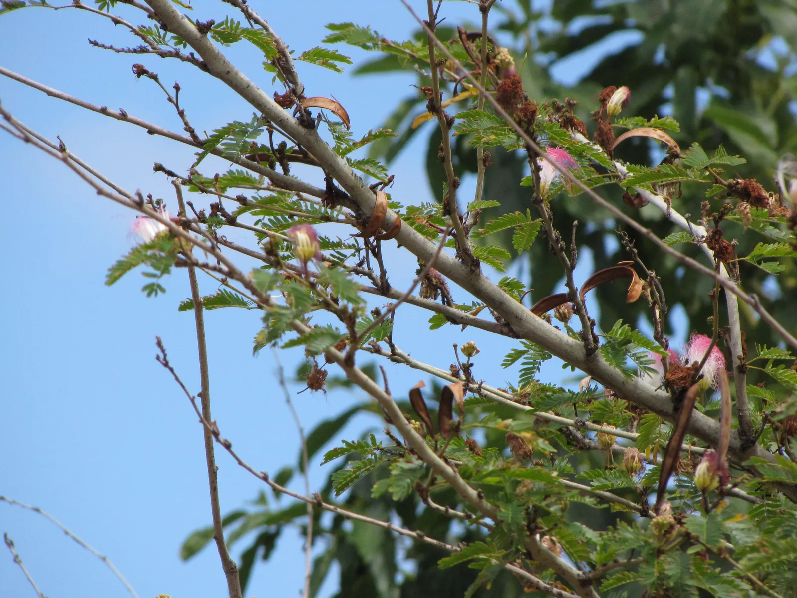Pink Powderpuff (Calliandra Surinamensis) — These showy inflorescences