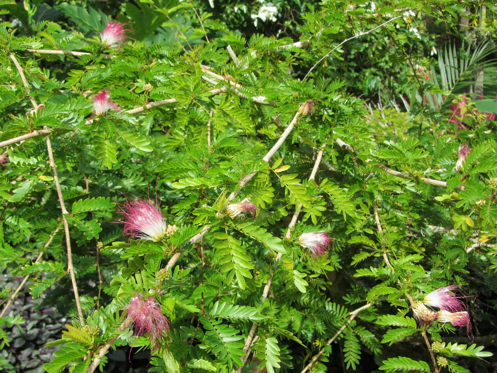 Pink Powderpuff (Calliandra Surinamensis) — shrub / tree with pink blooms; attract a variety of pollinators